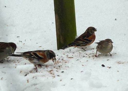 brambling, Fringilla montifringilla