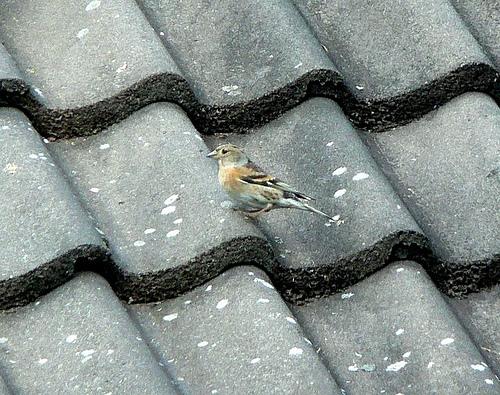 brambling, Fringilla montifringilla