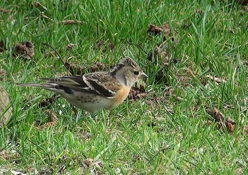 brambling, Fringilla montifringilla