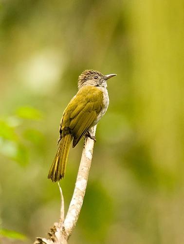 bulbul