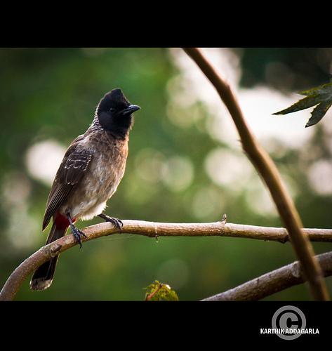 bulbul