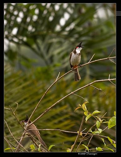 bulbul