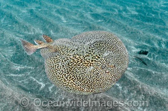 electric ray, crampfish, numbfish, torpedo