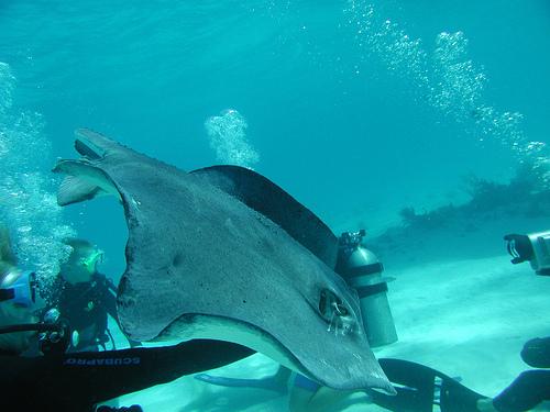 stingray
