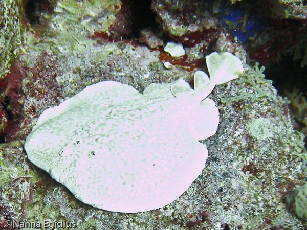 electric ray, crampfish, numbfish, torpedo