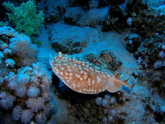 electric ray, crampfish, numbfish, torpedo