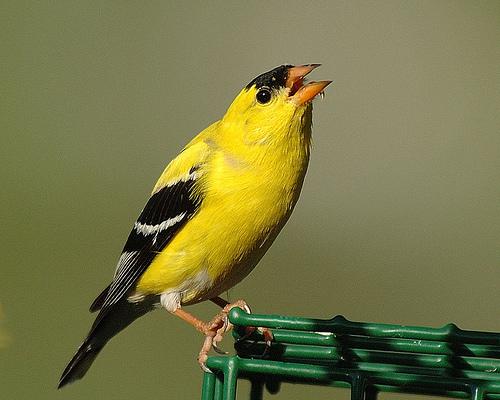 goldfinch, Carduelis carduelis