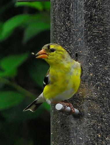 goldfinch, Carduelis carduelis