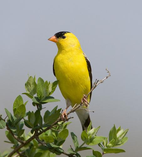 goldfinch, Carduelis carduelis