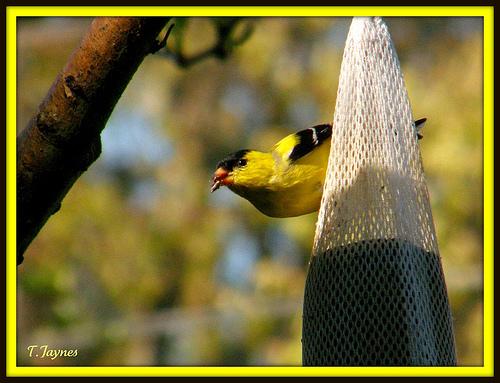 goldfinch, Carduelis carduelis