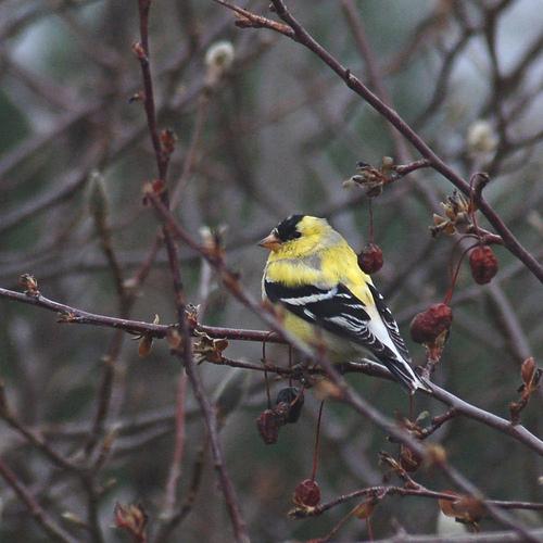 goldfinch, Carduelis carduelis