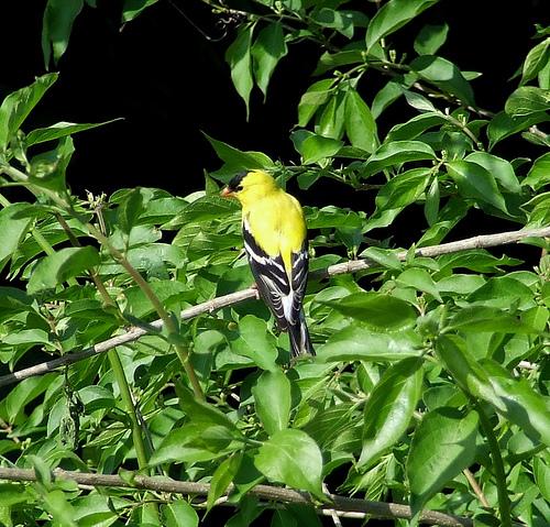 goldfinch, Carduelis carduelis