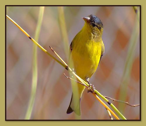 goldfinch, Carduelis carduelis