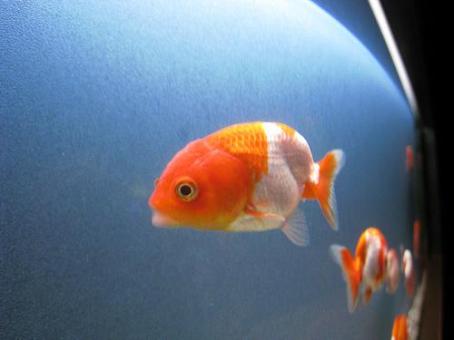 goldfish, Carassius auratus
