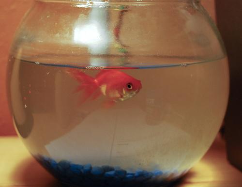 goldfish, Carassius auratus
