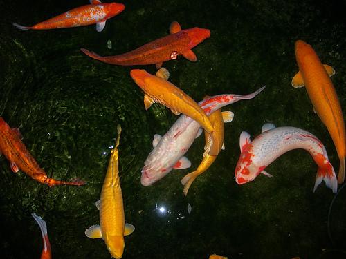 goldfish, Carassius auratus