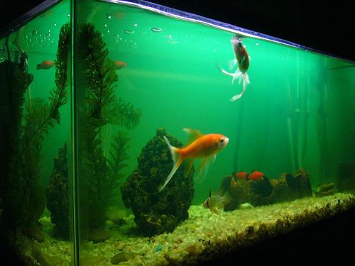 goldfish, Carassius auratus