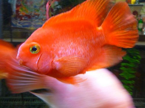 goldfish, Carassius auratus
