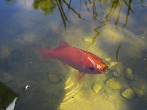 goldfish, Carassius auratus