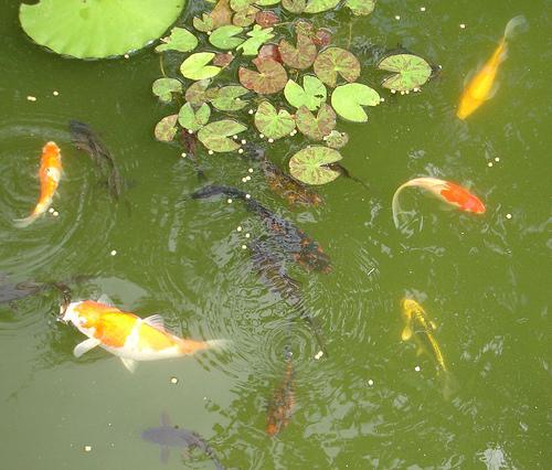 goldfish, Carassius auratus