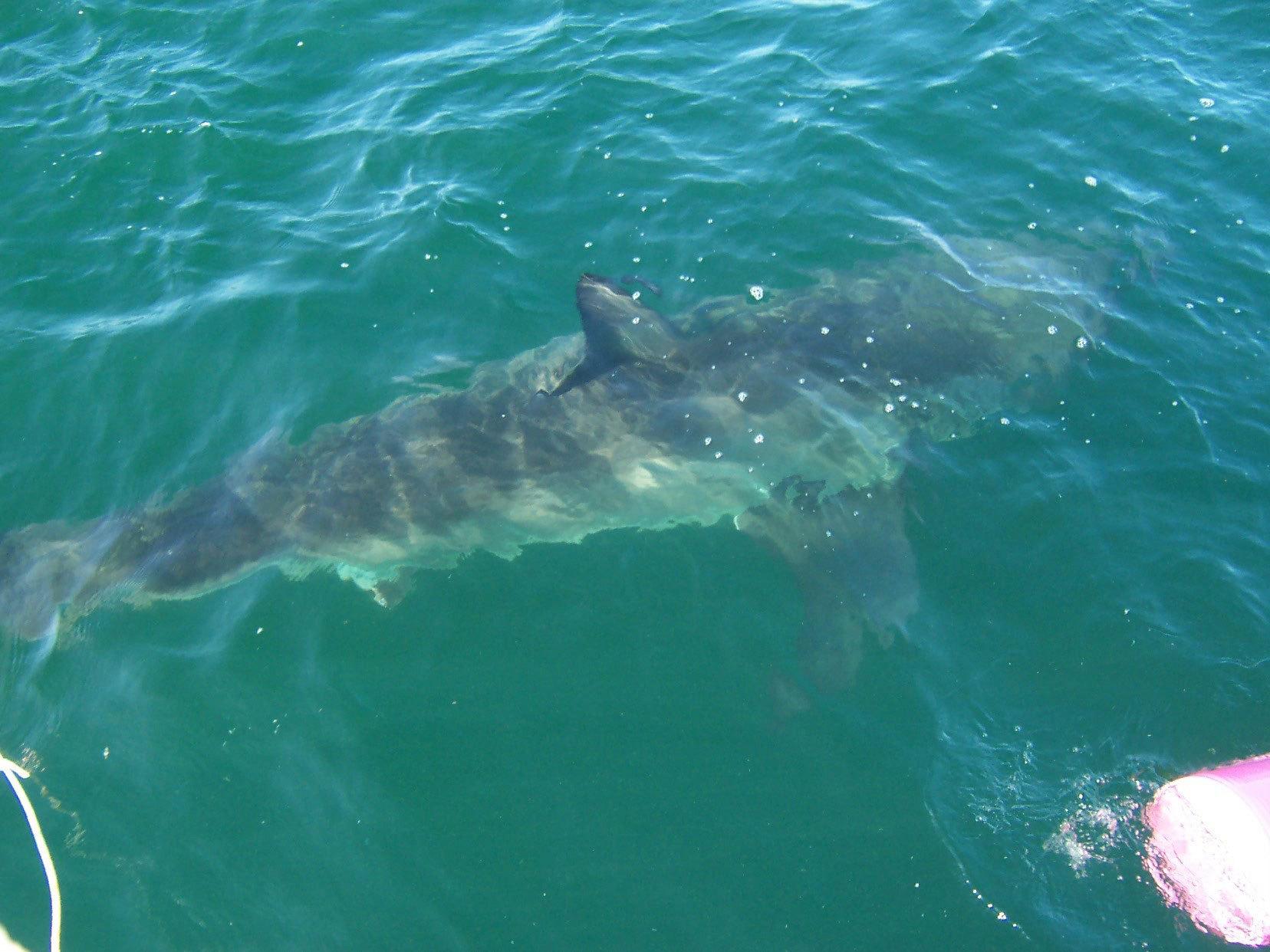 great white shark, white shark, man-eater, man-eating shark, Carcharodon carcharias