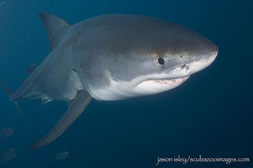 great white shark, white shark, man-eater, man-eating shark, Carcharodon carcharias