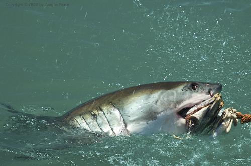 great white shark, white shark, man-eater, man-eating shark, Carcharodon carcharias