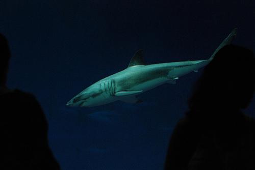 great white shark, white shark, man-eater, man-eating shark, Carcharodon carcharias