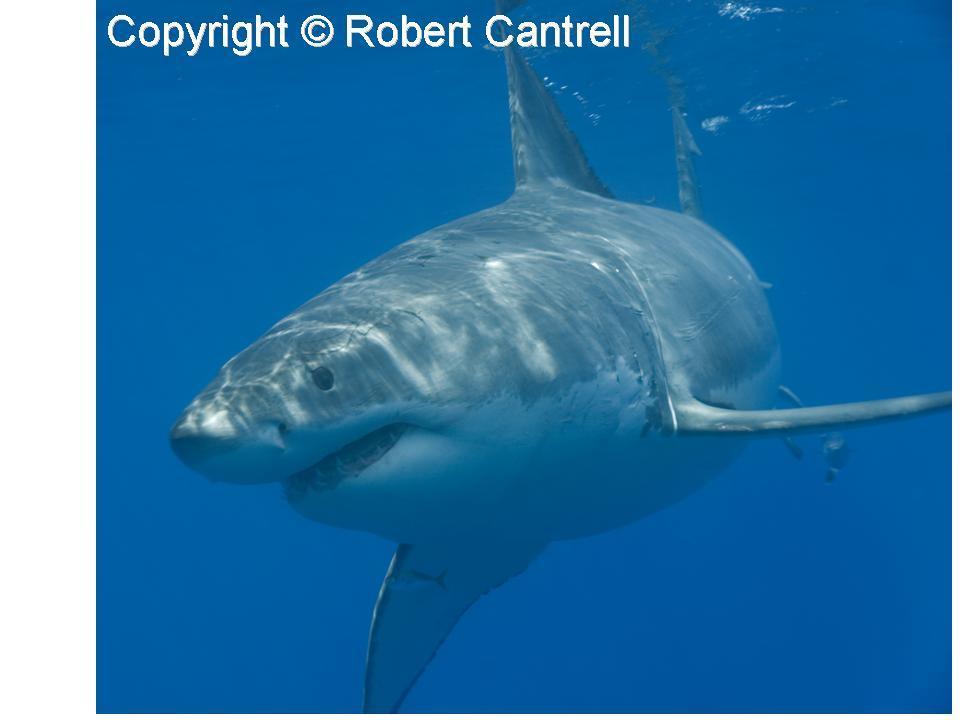 great white shark, white shark, man-eater, man-eating shark, Carcharodon carcharias