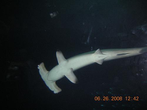 hammerhead, hammerhead shark