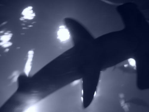 hammerhead, hammerhead shark