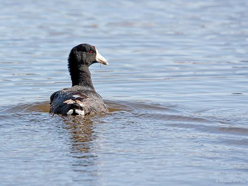 American coot, marsh hen, mud hen, water hen, Fulica americana