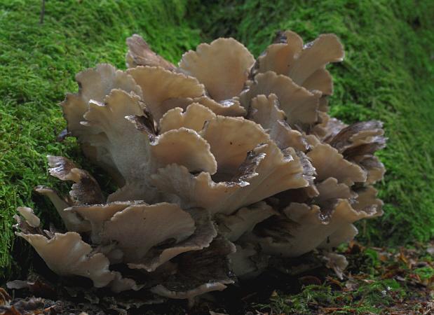 hen-of-the-woods, hen of the woods, Polyporus frondosus, Grifola frondosa
