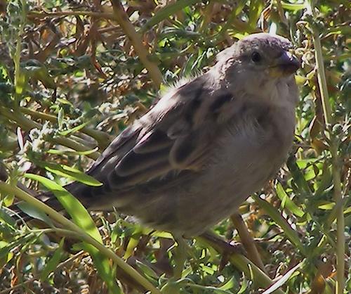 house finch, linnet, Carpodacus mexicanus