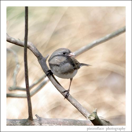 junco, snowbird