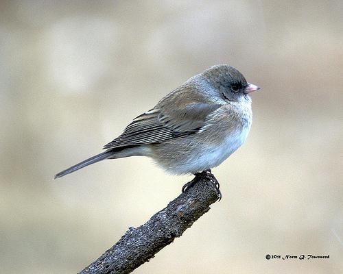 junco, snowbird