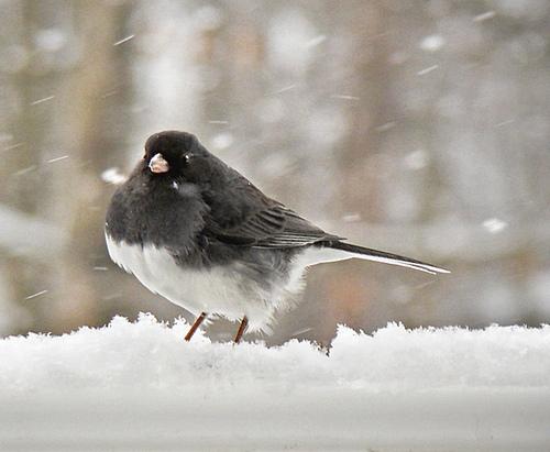 junco, snowbird