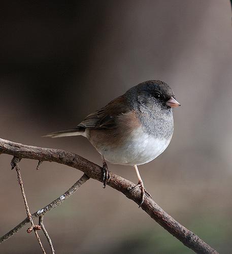 junco, snowbird