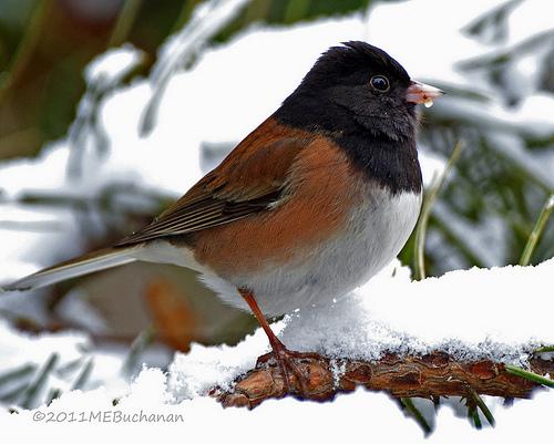 junco, snowbird