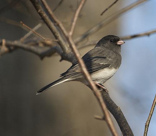 junco, snowbird