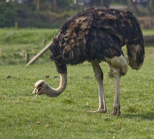 ostrich, Struthio camelus