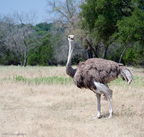 ostrich, Struthio camelus