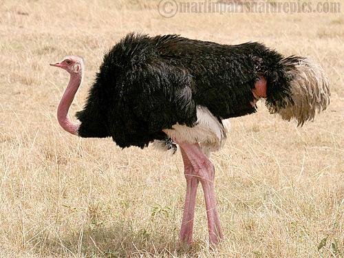 ostrich, Struthio camelus