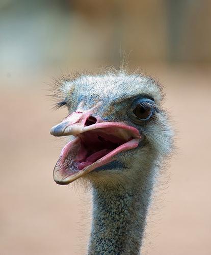 ostrich, Struthio camelus