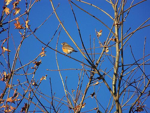 robin, American robin, Turdus migratorius