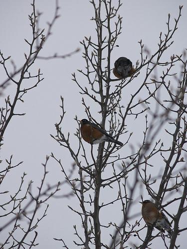 robin, American robin, Turdus migratorius