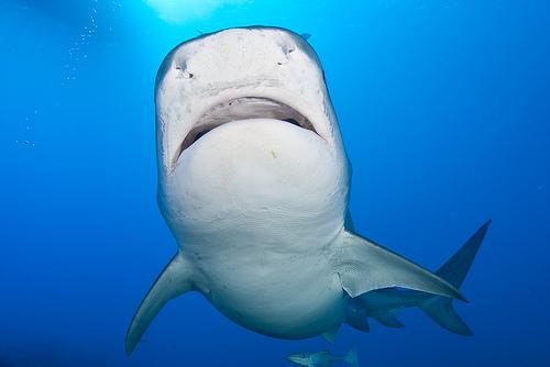 tiger shark, Galeocerdo cuvieri